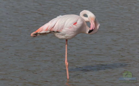 Greater flamingo