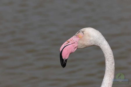 Greater flamingo