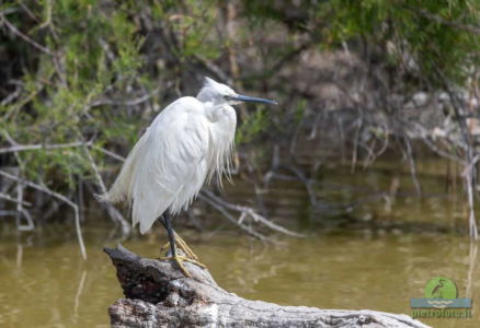 little egret