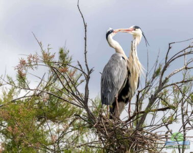 Grey heron