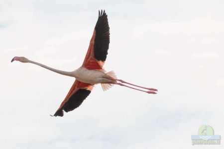 Greater flamingo