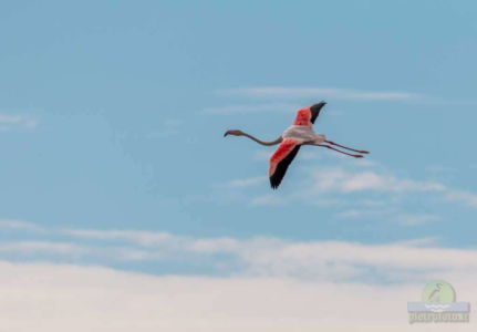 Greater flamingo