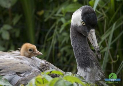 Common crane with chicks