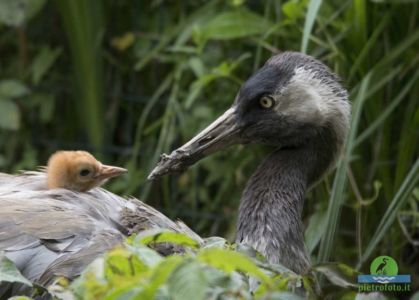 Common crane with chicks