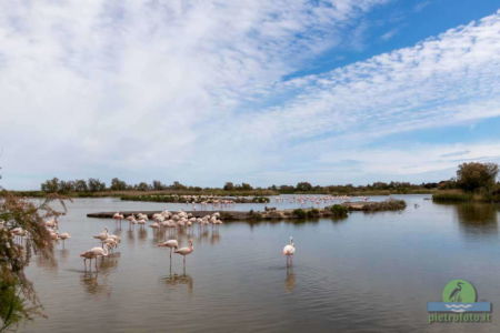 Greater flamingo