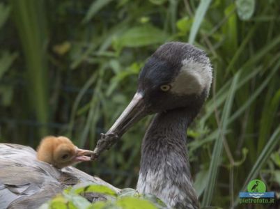 Common crane with chicks