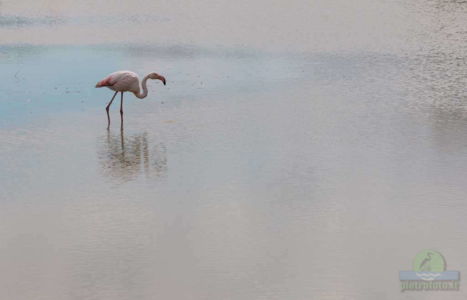 Greater flamingo