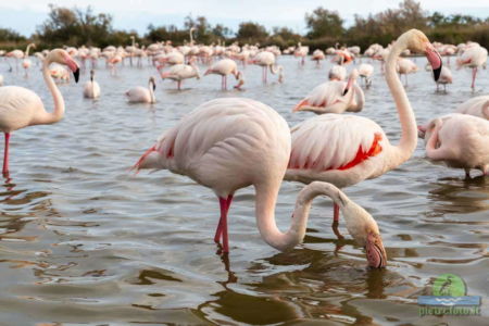 Greater flamingo