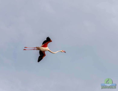 Greater flamingo