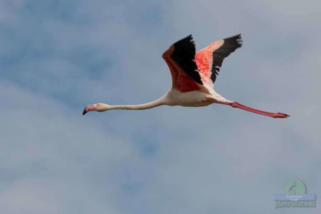 Greater flamingo