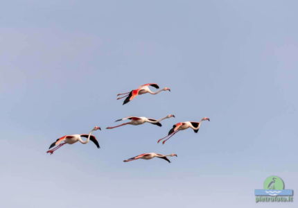 Greater flamingo