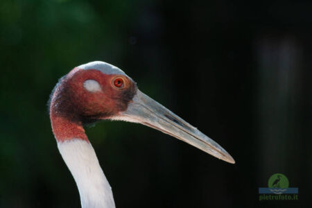 Red crowned crane