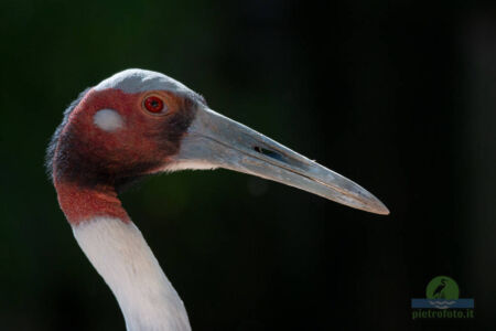 Red crowned crane