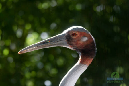 Red crowned crane