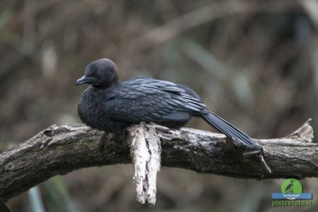 European shag