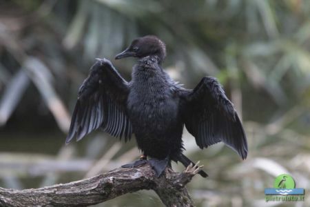 European shag