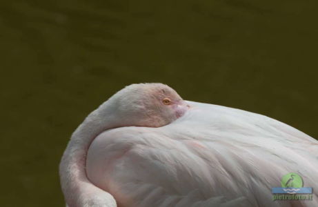 Greater flamingo