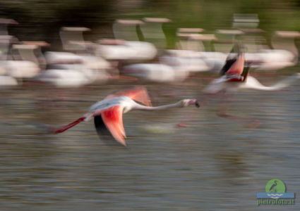 Greater flamingo