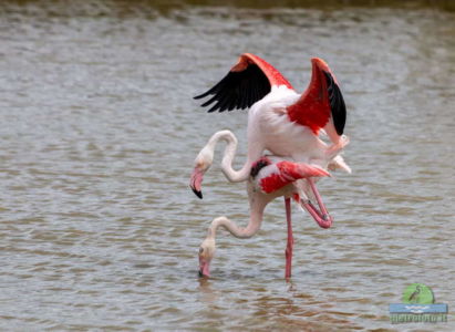 Greater flamingo