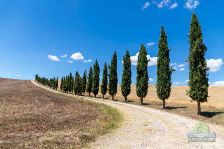 Cypress path in Val D Orcia
