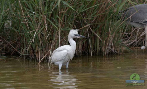 little egret