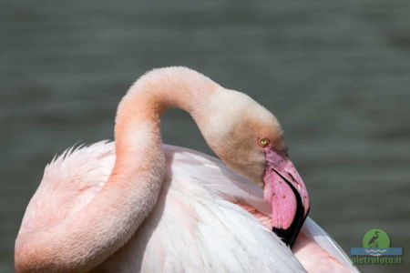 Greater flamingo