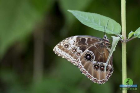 Morpho peleides