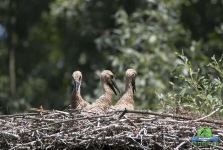 Chicks on white stork in the nest