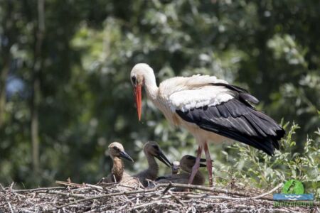 White stork with chicks