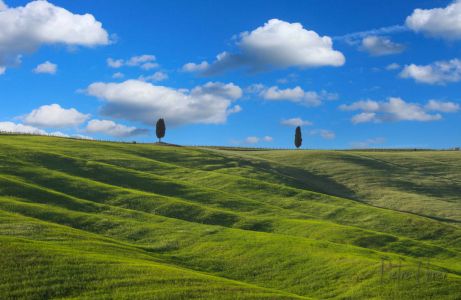 Due cipressi in Val D Orcia