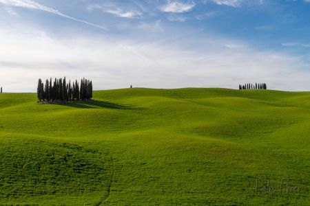 I cipressi della Val D Orcia