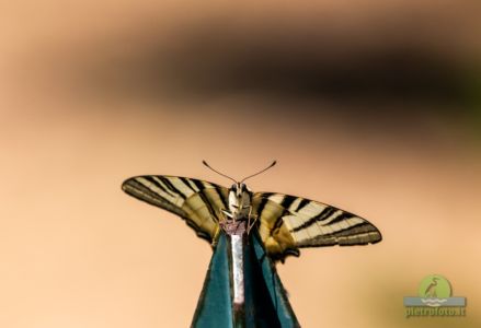 Scarce swallowtail