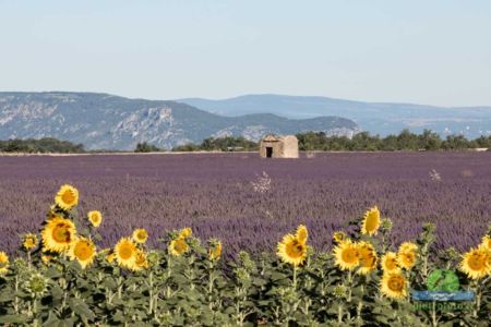 Lavender fields in Provence
