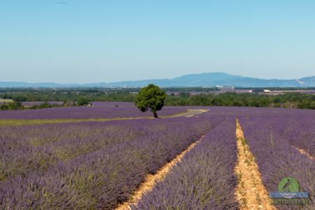 Lavender fields in Provence
