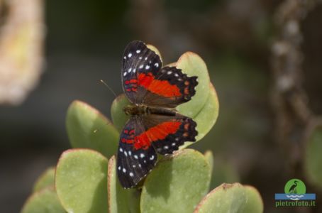 Brown peacock