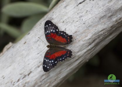 Brown peacock