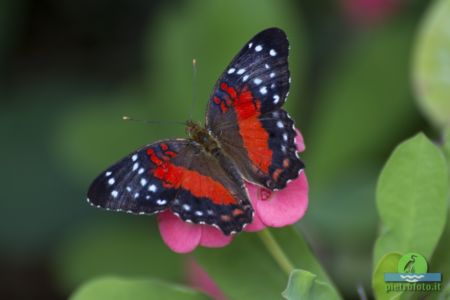 Brown peacock