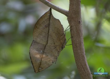 Kallima inachus