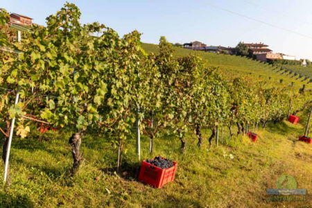 harvest in monferrato piemonte langhe