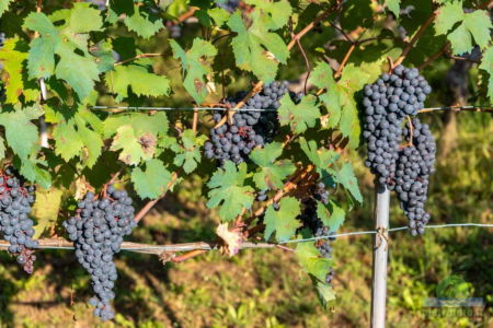 harvest in monferrato piemonte langhe