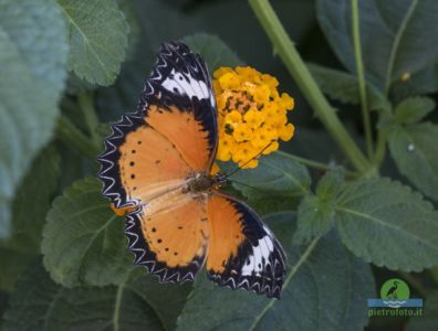 Leopard lacewing