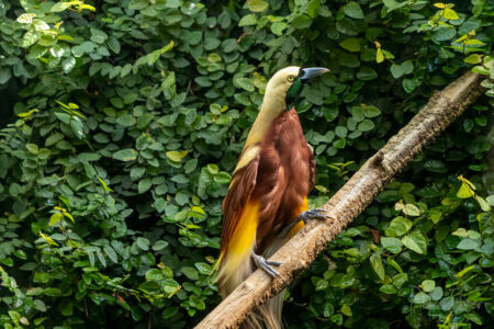 Lesser bird of paradise