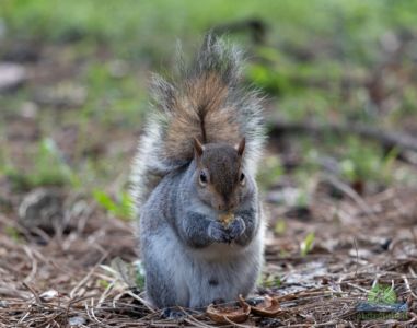 Eastern gray squirrel