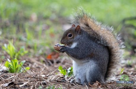 Eastern gray squirrel