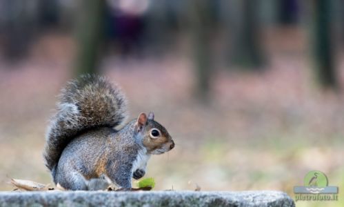 Eastern gray squirrel