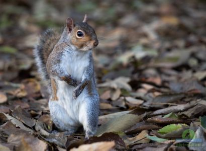 Eastern gray squirrel