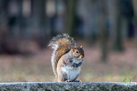 Eastern gray squirrel