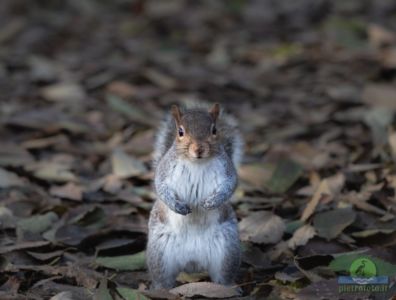 Eastern gray squirrel