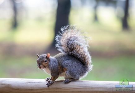 Eastern gray squirrel