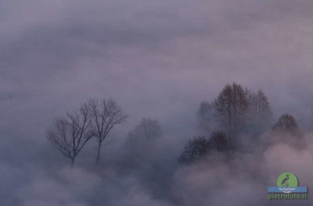 Trees in the morning mist